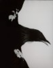 FIONA PARDINGTON Maranga / Arise Tui Whanganui Museum 2008