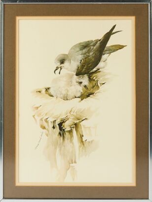 A Framed Print of Cook's Petrels by Raymond Harris Ching