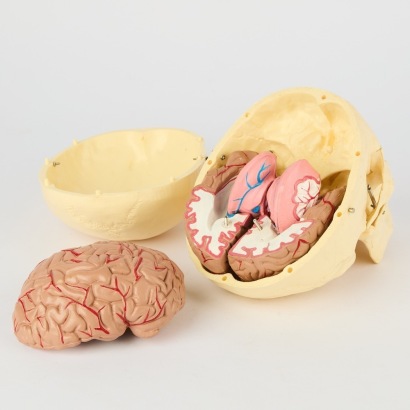 A Medical Skull and Brain Anatomy