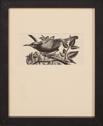 E. MERVYN TAYLOR Tieke Saddleback