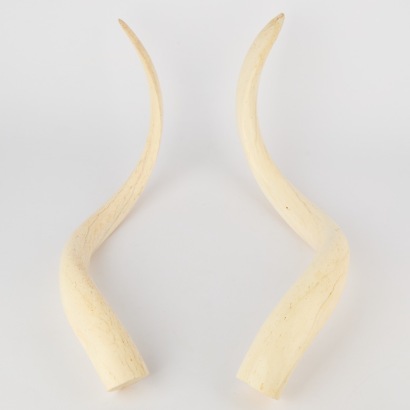A Pair of Kudu Horns