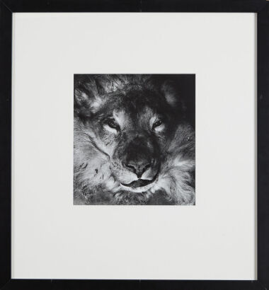 JOHN B TURNER Lion, Dominion Museum, Wellington, 1968