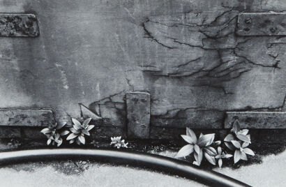 JOHN B TURNER Pohutukawa, Dominion Musuem Courtyard, Buckle Street, Wellington 1967