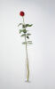 MARCO FUSINATO Rose #1 From A Dozen Roses