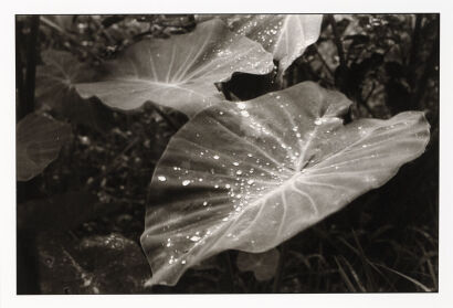 MAX OETTLI untitled