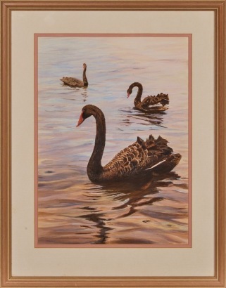 An original Framed Watercolour titled "Black Swans" Western Springs Lake By Lin Fleming