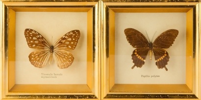A Pair of Framed Butterfly Wall Hangings
