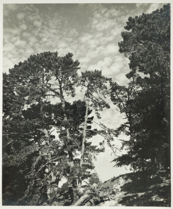 DO VAN TOAN Pines