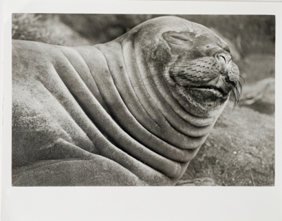Sea Elephant, Campbell Island