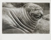 PETER PERYER Sea Elephant, Campbell Island