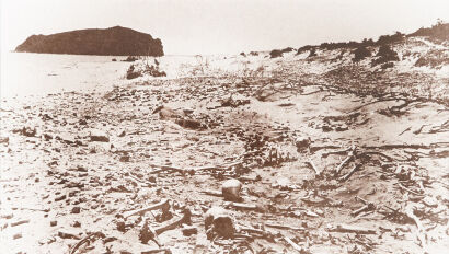 A Vintage Photograph of Skulls and Bones at Mt. Maunganui 