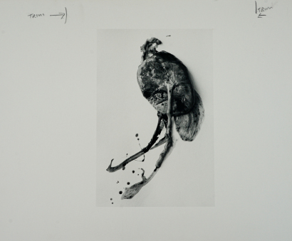 JOHN B TURNER Daniel's Placenta, 1985, Auckland