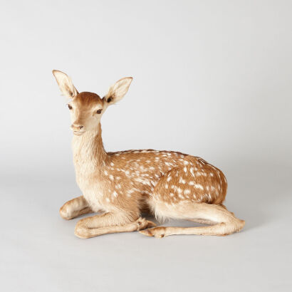 A Taxidermied Sitting Fawn