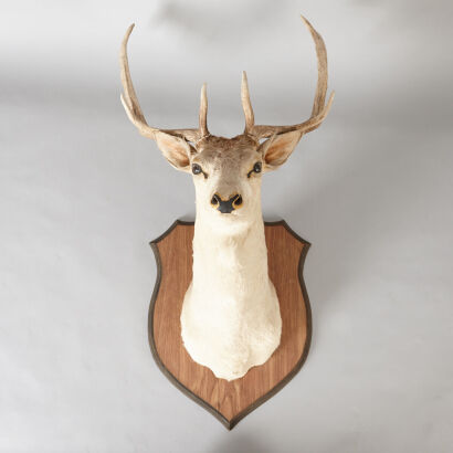 A Mounted Taxidermied 14 Point Deer Head 