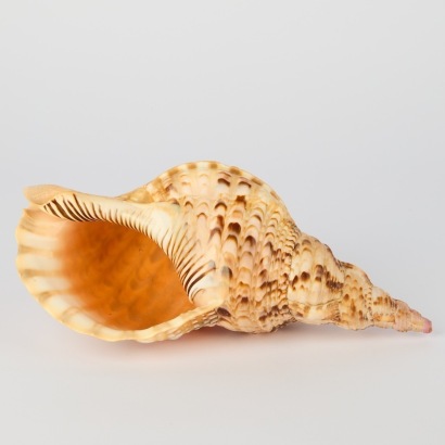 A Large Vintage Conch Shell