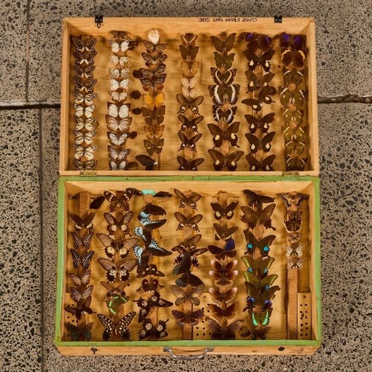 A Case of Assorted Butterfly Specimens