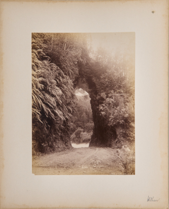 JOSIAH MARTIN Fern Arch in Buller, West Coast