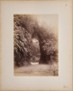 JOSIAH MARTIN Fern Arch in Buller, West Coast