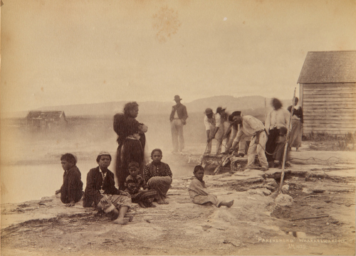JOSIAH MARTIN Parekohoro - Whakarewarewa