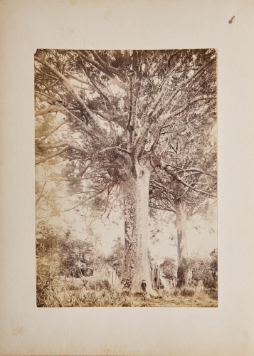 JOSIAH MARTIN Kauri Tree