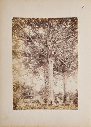 JOSIAH MARTIN Kauri Tree