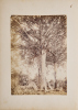 JOSIAH MARTIN Kauri Tree