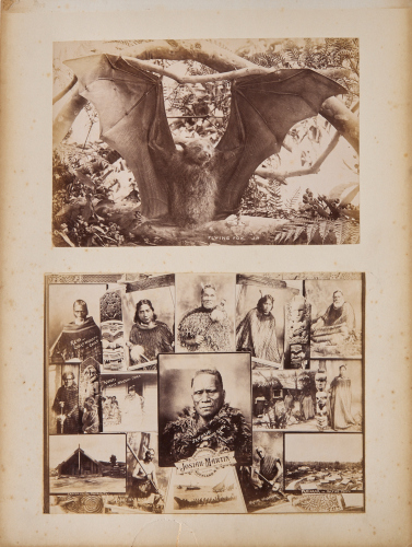 JOHN PAINE An Album Page Featuring a Photograph of a Flying Fox by John Paine and a Collage Photograph by Josiah Martin