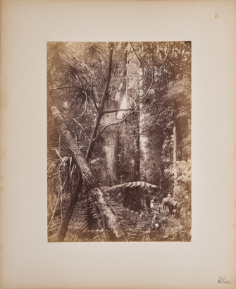 UNKNOWN PHOTOGRAPHER On Horseback in the New Zealand Kauri Bush
