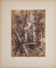 UNKNOWN PHOTOGRAPHER On Horseback in the New Zealand Kauri Bush
