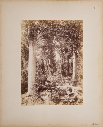 JOSIAH MARTIN Wasley's Kauri Bush