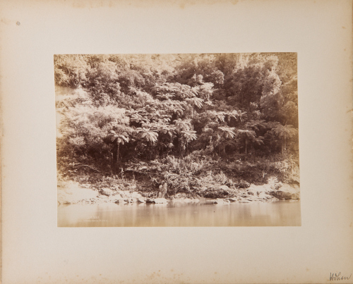 JOSIAH MARTIN Ferns on the Whanganui River