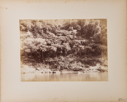 JOSIAH MARTIN Ferns on the Whanganui River