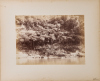 JOSIAH MARTIN Ferns on the Whanganui River