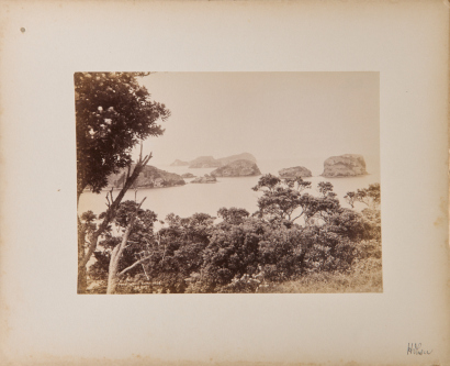 JOSIAH MARTIN Pohutukawa in the Coromandel