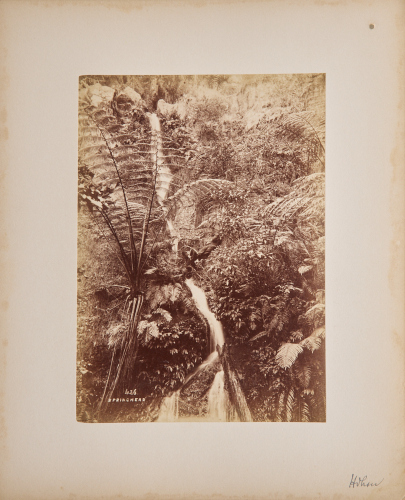UNKNOWN PHOTOGRAPHER Springhead
