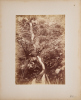 UNKNOWN PHOTOGRAPHER Springhead