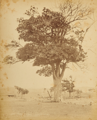 BURTON BROTHERS Seven Pictures across New Zealand by the Burton Brothers Inclusing a Self-Acting Tramway in Waiorongomai