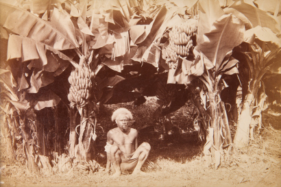 BURTON BROTHERS Bananas - Fiji [5818]