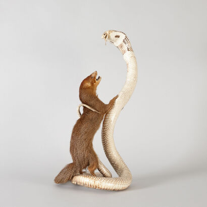 A Taxidermy Cobra and Mongoose Display Piece 