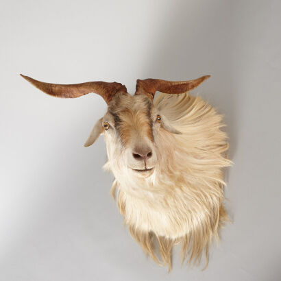 A Taxidermied Head of a Mongolian Cashmere Goat