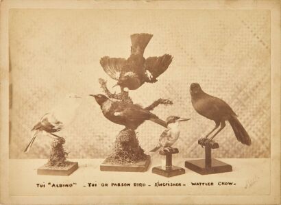 RICHARD JOHN MORRIS Study of Native New Zealand Birds including an Albino Tui and a Kōkako