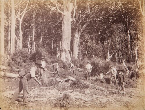 JOSIAH MARTIN Kauri Forest Gum Diggers