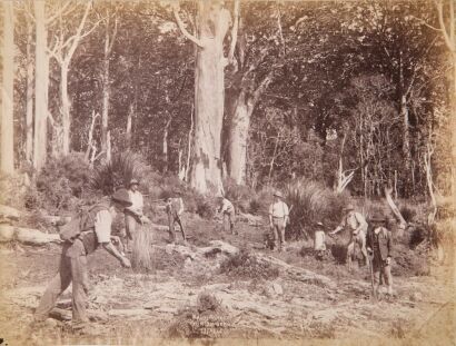 JOSIAH MARTIN Kauri Forest Gum Diggers