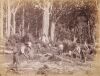 JOSIAH MARTIN Kauri Forest Gum Diggers
