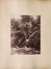 JOSIAH MARTIN A Māori Hangi and a Photograph of New Zealand Tree Ferns - 2