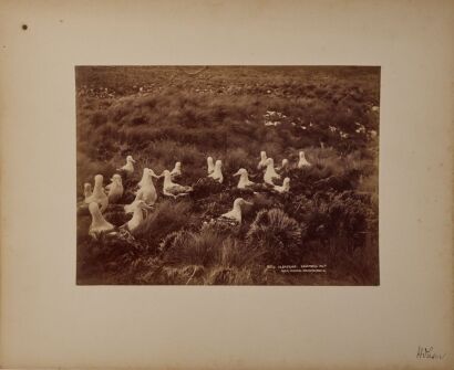 BURTON BROTHERS Five Burton Brothers photographs of New Zealand nature, from Moeraki Boulders to albatross on Campbells Island
