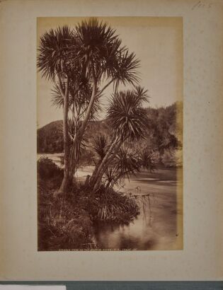 JAMES VALENTINE Three photographs of New Zealand waterways and natural bush