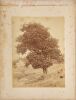 BURTON BROTHERS A Group of Three Burton Brothers Pictures of Waiwera and Stewart Island - 4