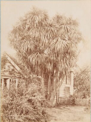 DANIEL MANDERS BEERE An album page with Daniel Beere's 'Auckland Harbour from Bishops Court (8 St. Stephens Avenue, Parnell, the official residence of the first Anglican Bishop of New Zealand), with Burton Brothers Eden Crescent to the back.