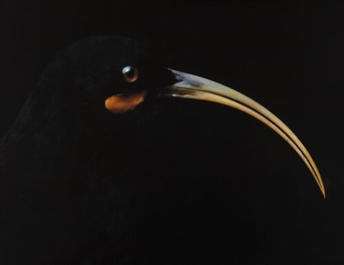FIONA PARDINGTON Portrait of a Female Huia, South Canterbury Museum